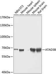 Anti-ATAD3B antibody used in Western Blot (WB). GTX55522