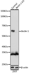 Anti-Beclin 1 antibody used in Western Blot (WB). GTX55535