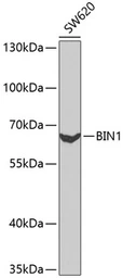 Anti-BIN1 antibody used in Western Blot (WB). GTX55538