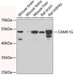 Anti-CaMKI gamma antibody used in Western Blot (WB). GTX55546