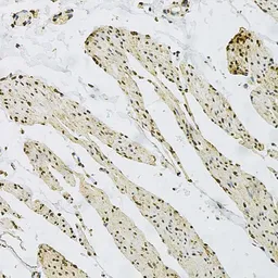 Anti-CD9 antibody used in IHC (Paraffin sections) (IHC-P). GTX55564