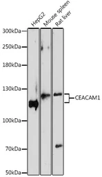 Anti-CEACAM1 antibody used in Western Blot (WB). GTX55568