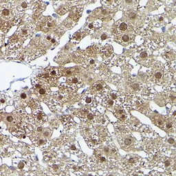 Anti-ERK5 antibody used in IHC (Paraffin sections) (IHC-P). GTX55608