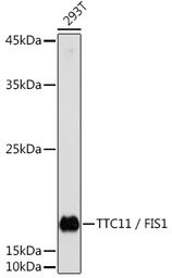 Anti-FIS1 antibody used in Western Blot (WB). GTX55624