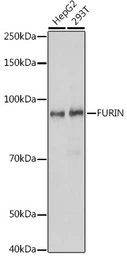 Anti-Furin antibody used in Western Blot (WB). GTX55628