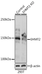 Anti-G9a antibody used in Western Blot (WB). GTX55631