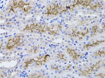 Anti-GGT1 antibody used in IHC (Paraffin sections) (IHC-P). GTX55638