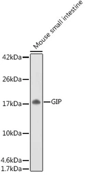 Anti-GIP antibody used in Western Blot (WB). GTX55639