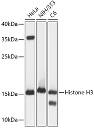 Anti-Histone H3 antibody used in Western Blot (WB). GTX55659
