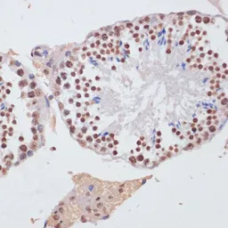 Anti-Histone H3 antibody used in IHC (Paraffin sections) (IHC-P). GTX55659