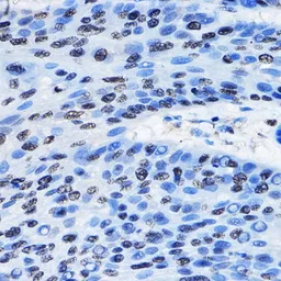 Anti-HP1 gamma antibody used in IHC (Paraffin sections) (IHC-P). GTX55664