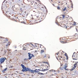 Anti-IGF2 antibody used in IHC (Paraffin sections) (IHC-P). GTX55671