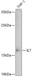 Anti-IL7 antibody used in Western Blot (WB). GTX55679