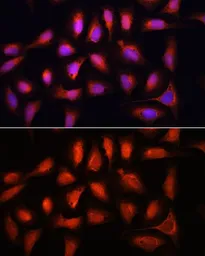 Anti-IRF1 antibody used in Immunocytochemistry/ Immunofluorescence (ICC/IF). GTX55681