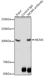Anti-MCM3 antibody used in Immunoprecipitation (IP). GTX55699