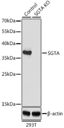 Anti-SGTA antibody used in Western Blot (WB). GTX55797