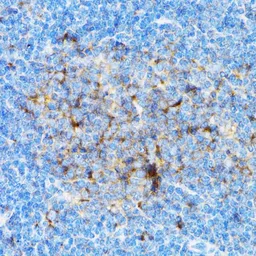 Anti-SIAH1 antibody used in IHC (Paraffin sections) (IHC-P). GTX55799