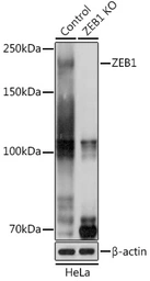 Anti-ZEB1 antibody used in Western Blot (WB). GTX55847