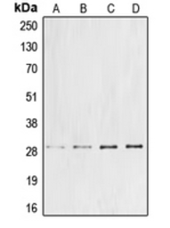 Anti-Cyclin G1 antibody used in Western Blot (WB). GTX55852