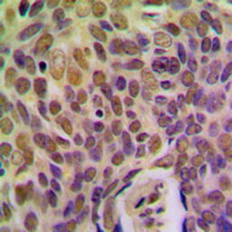 Anti-BRMS1 antibody used in IHC (Paraffin sections) (IHC-P). GTX55940