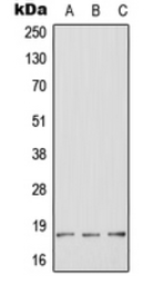 Anti-HES2 antibody used in Western Blot (WB). GTX55959