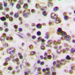 Anti-Cyclin A1 antibody used in IHC (Paraffin sections) (IHC-P). GTX56034