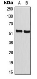 Anti-Cyclin A1 antibody used in Western Blot (WB). GTX56034