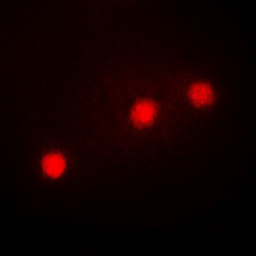 Anti-HAND1 antibody used in Immunocytochemistry/ Immunofluorescence (ICC/IF). GTX56230