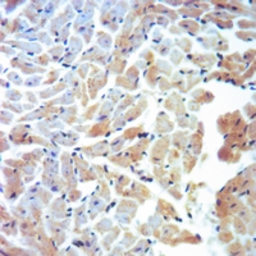Anti-CYP11A1 antibody used in IHC (Paraffin sections) (IHC-P). GTX56293