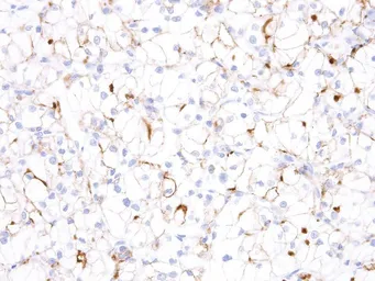 Anti-TIM-3 antibody [IHC003] used in IHC (Paraffin sections) (IHC-P). GTX57202