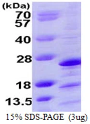 Human Mimitin protein, His tag. GTX57271-pro
