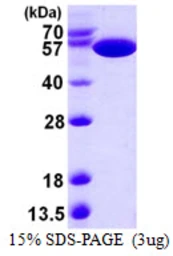 E. coli pykF protein, His tag. GTX57469-pro