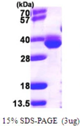 E. coli map protein, His tag. GTX57488-pro