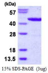 E. coli lldD protein, His tag. GTX57490-pro