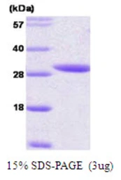 Human 14-3-3 epsilon protein. GTX57530-pro