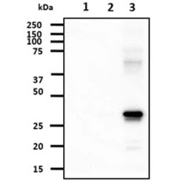 Anti-AK3 antibody [SJB3-36] used in Western Blot (WB). GTX57541