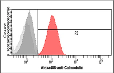 Anti-Calmodulin antibody [J4D8] used in Flow cytometry (FCM). GTX57543