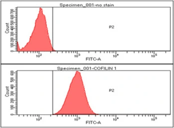 Anti-Cofilin 1 antibody [AT1C1] used in Flow cytometry (FCM). GTX57545