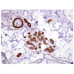 Anti-Hsp70 antibody [4E7] used in IHC (Paraffin sections) (IHC-P). GTX57551