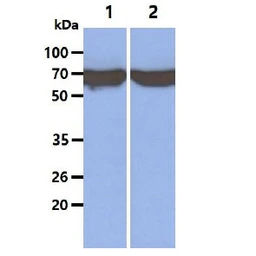Anti-Hsp70 antibody [4E7] used in Western Blot (WB). GTX57551