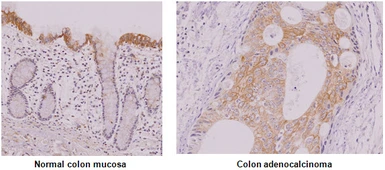 Anti-IRF5 antibody [10T1] used in IHC (Paraffin sections) (IHC-P). GTX57552
