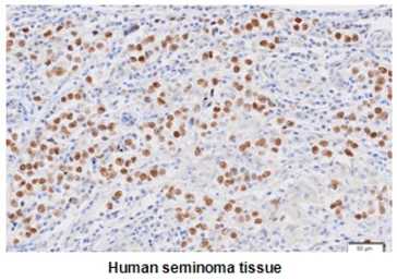 Anti-Nanog antibody [5A10] used in IHC (Paraffin sections) (IHC-P). GTX57553