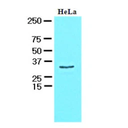 Anti-HAX1 antibody [AT3C5] used in Western Blot (WB). GTX57571