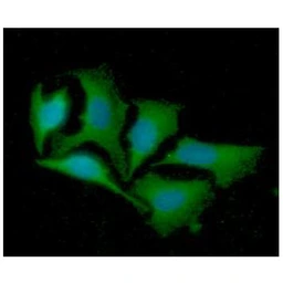 Anti-LRPAP1 antibody [AT8G8] used in Immunocytochemistry/ Immunofluorescence (ICC/IF). GTX57603