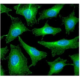 Anti-Peroxiredoxin 6 antibody [AT22E7] used in Immunocytochemistry/ Immunofluorescence (ICC/IF). GTX57622