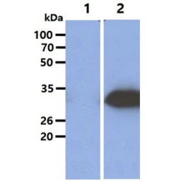 Anti-GNMT antibody [AT5D1] used in Western Blot (WB). GTX57629