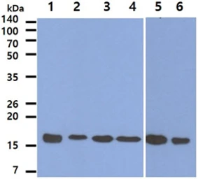 Anti-Peroxiredoxin 5 antibody [AT6A10] used in Western Blot (WB). GTX57635