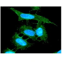 Anti-AHA-1 antibody [AT7A6] used in Immunocytochemistry/ Immunofluorescence (ICC/IF). GTX57638