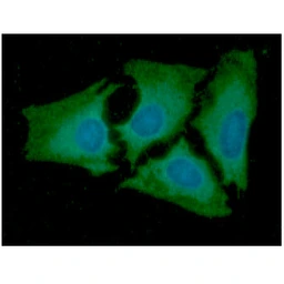 Anti-Adenylate kinase 2 antibody [AT7E7] used in Immunocytochemistry/ Immunofluorescence (ICC/IF). GTX57648