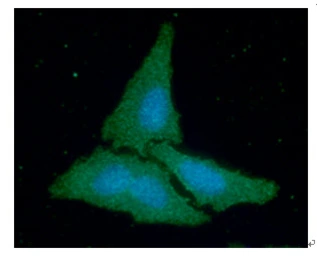 Anti-Creatine kinase (brain) antibody [AT8E4] used in Immunocytochemistry/ Immunofluorescence (ICC/IF). GTX57675